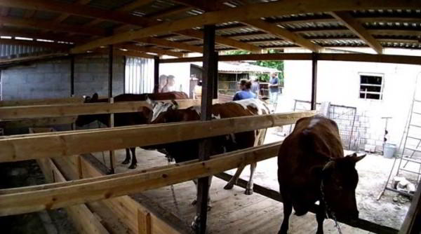 Как возводить и обустраивать сарай для быков?