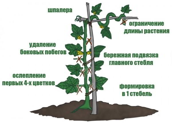 Шпалера для огурцов: простой и удобный способ получения отличного урожая