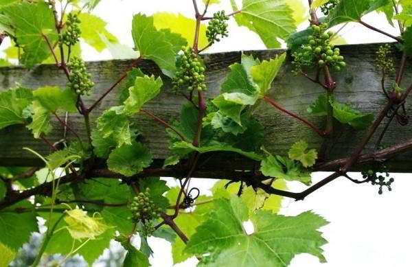 Шпалера для винограда: оптимальная опора для вьющегося растения