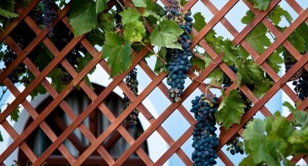 Шпалера для винограда: оптимальная опора для вьющегося растения