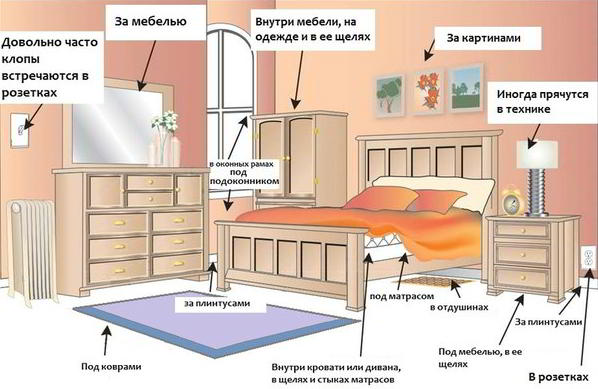 Самые эффективные средства от клопов по отзывам покупателей