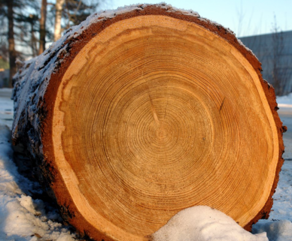 Таблица значений плотности древесины